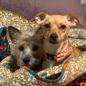 Fundraising Page: Missy Guyer